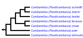 taxon links