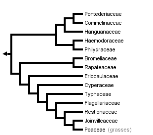 taxon links