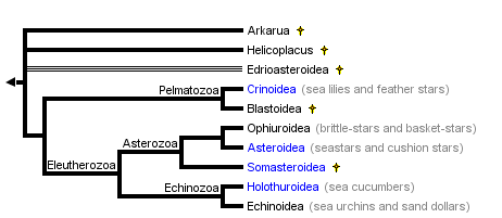 taxon links