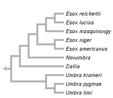 taxon links