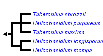 taxon links