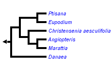 taxon links