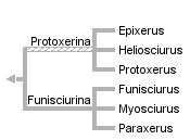 taxon links