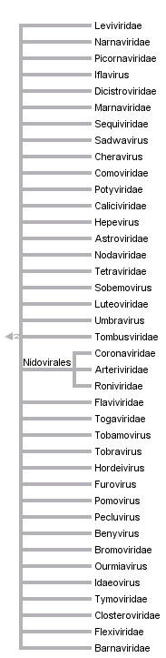 taxon links