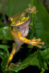 Smilisca phaeota frog standing on a leaf