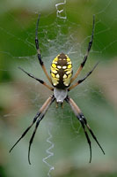Argiope spider