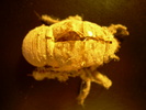 Dog-day cicada skin
