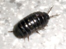 Common Pillbug