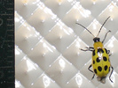 Spotted cucumber beetle
