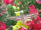 Hyles lineata, white-lined sphinx moth