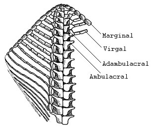Interpretation of one arm of Ampullaster ubaghasi (Villebrunasteridae), view of oral test