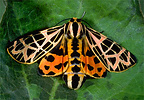 red and orange tiger moth