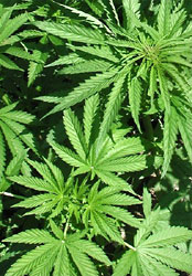 Marijuana plant, Cannabis sativa