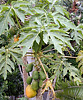 Papaya tree, Carica papaya