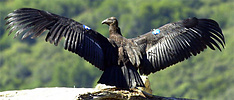 Young California condor ready to fly