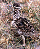 Kori bustard (Ardeotis kori) chick, Ngorongoro, Tanzania