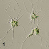 Amoeboid cells of Lotharella amoeboformis