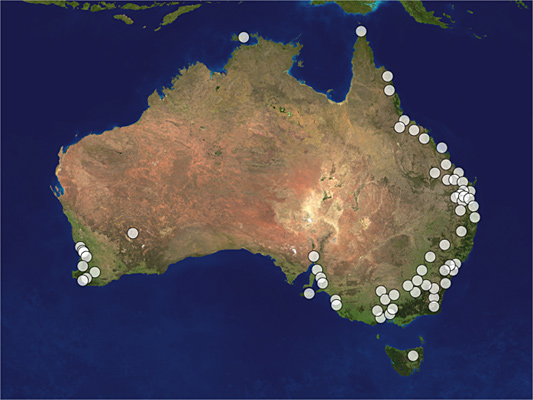 Distribution map of Megalyra fasciipennis
