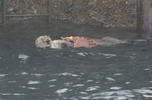 sea otter eating a sunflower starfish