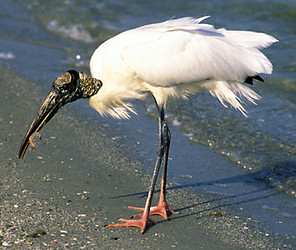 Wood stork feeding on the shore