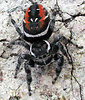 Jumping spider, Phidippus sp., Arizona