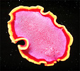a pink flatworm with a yellow fringe