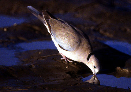 African ring-necked dove (Streptopelia capicola) drinking, Serengeti