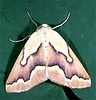 habitus of a geometrid moth