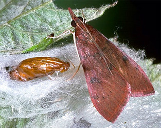 Genista broom moth