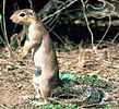 African ground squirrel
