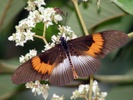 acraea macarista butterfly