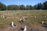 nesting laysan albatross