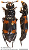 Dorsal and lateral view of Nicrophorus apo male