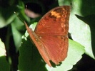 bebearia mardania butterfly