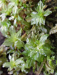  A moss growing on soil from the cloud forest near Xalapa, Veracruz, Mexico