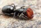 Camponotus ulcerosus major worker