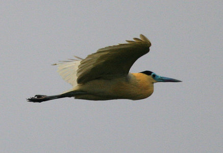 capped heron in flight