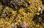 several individual brown carpet anemones on coquina rocks