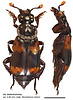 Dorsal and lateral view of Nicrophorus charon male