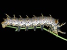 Citheronia regalis larva