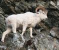 dall sheep ram