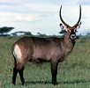   	defassa waterbuck (Kobus ellipsiprymnus defassa) male, Serengeti NP 