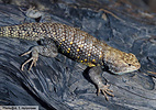 Full body horizontal view of lizard slightly turned downward on a tree