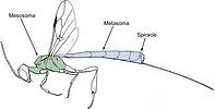Gasteruptiid wasp with mesosoma and metasoma highlighted.