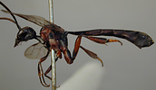 Gasteruptiidae