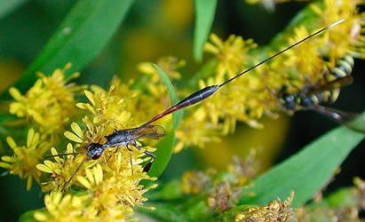 Gasteruption jaculator visiting flowers