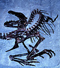 Nearly complete skeleton of a subadult Gorgosaurus libratus