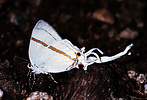 Hairstreak butterfly, Tanzania