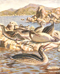 Reconstruction of the fossil Hesperornis