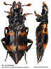 dorsal and lateral view of Nicrophorus insularis male